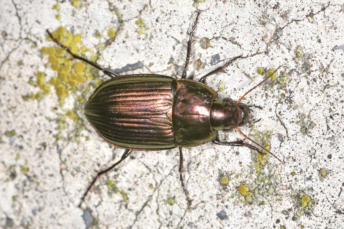 Carabidae: Amara sp?  S, Amara eurynota